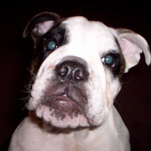 Meet your Posher, Ray